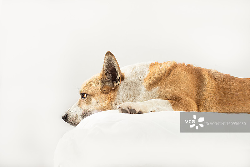 威尔士柯基犬彭布罗克，工作室拍摄图片素材