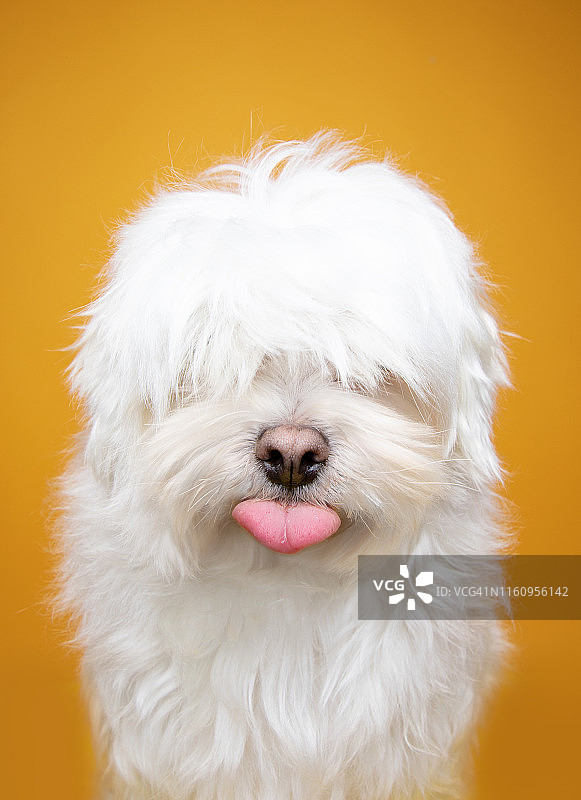 马尔济斯犬，影棚拍摄图片素材