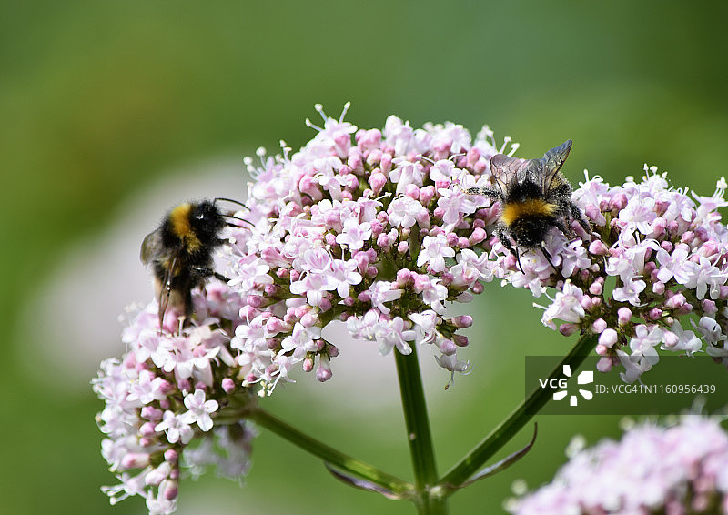 从粉色蓍草上采集（蜜蜂）图片素材