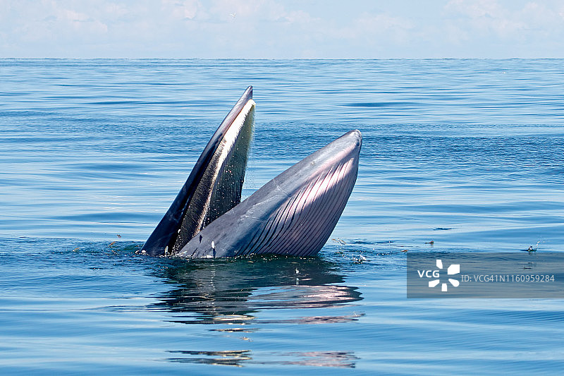 在海中捕食小鱼的布氏鲸图片素材