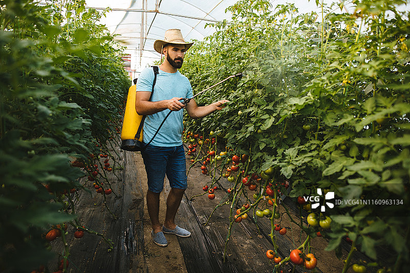 年轻农场工在聚乙烯塑料棚中喷洒番茄图片素材