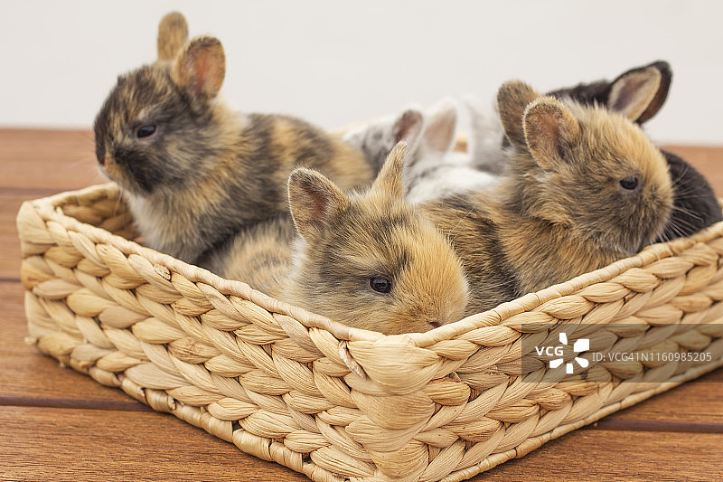 兔子家庭图片素材