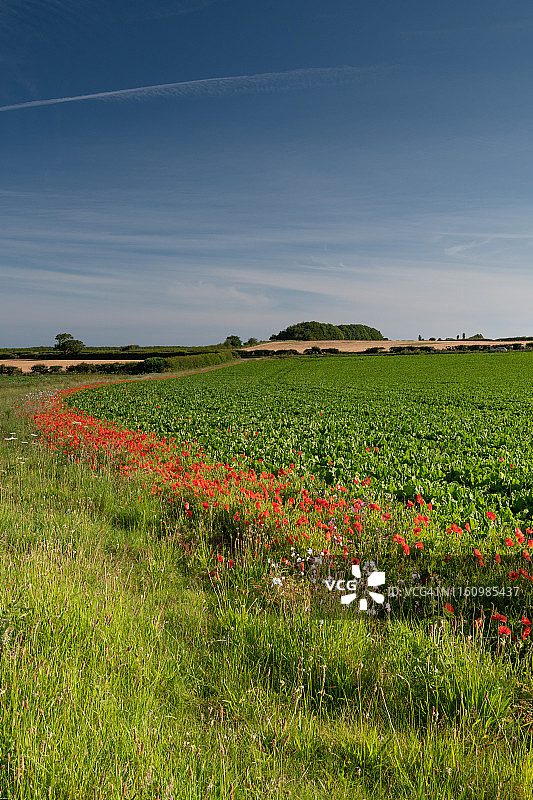 英国诺福克农业景观图片素材