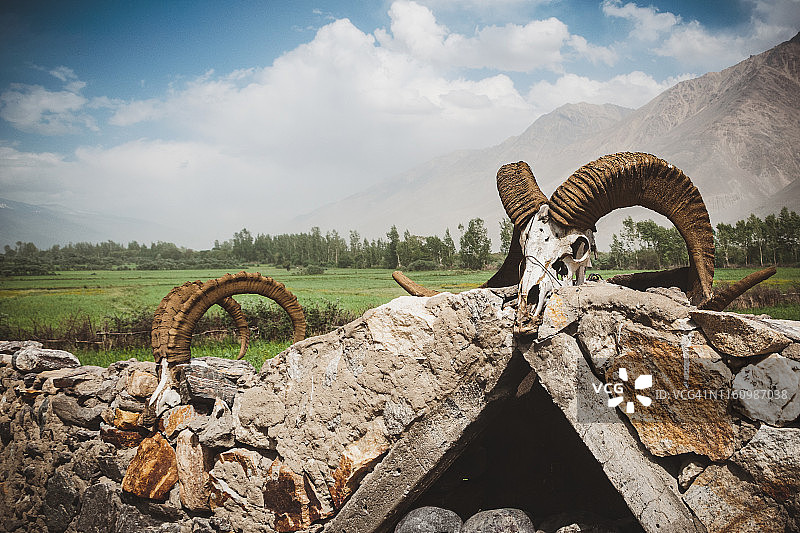 马可波罗盘羊头骨，瓦罕走廊路边的祭坛，塔吉克斯坦戈尔诺-巴达赫尚，中亚图片素材