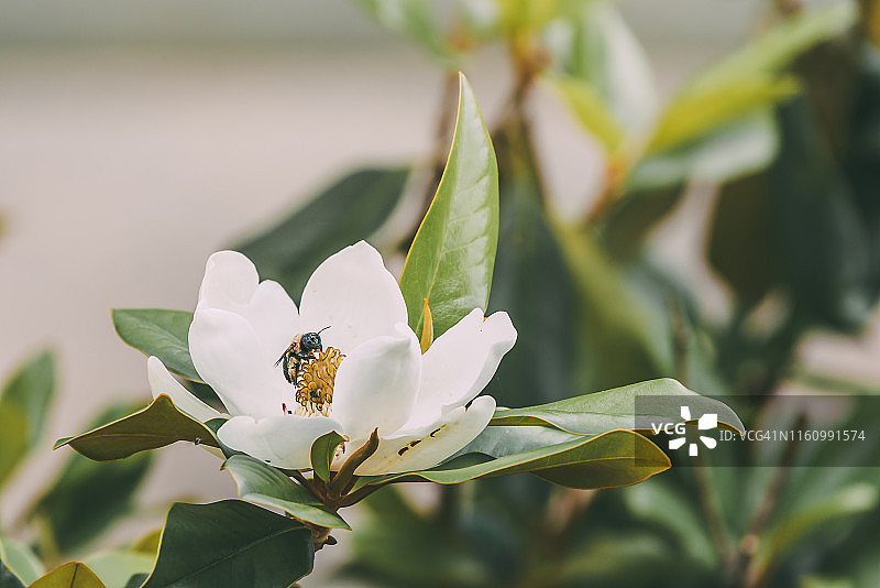 树上盛开的玉兰花与蜜蜂图片素材