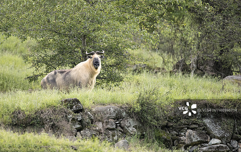 唐家河的四川羚牛图片素材