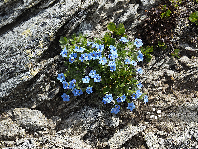 阿尔卑斯勿忘我在阿尔卑斯皮奥拉盛开图片素材