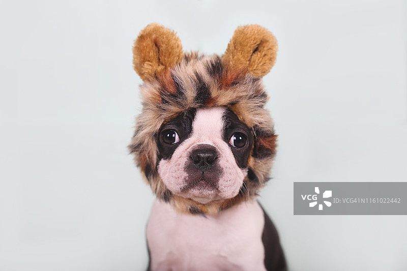 戴豹纹帽的可爱小狗图片素材