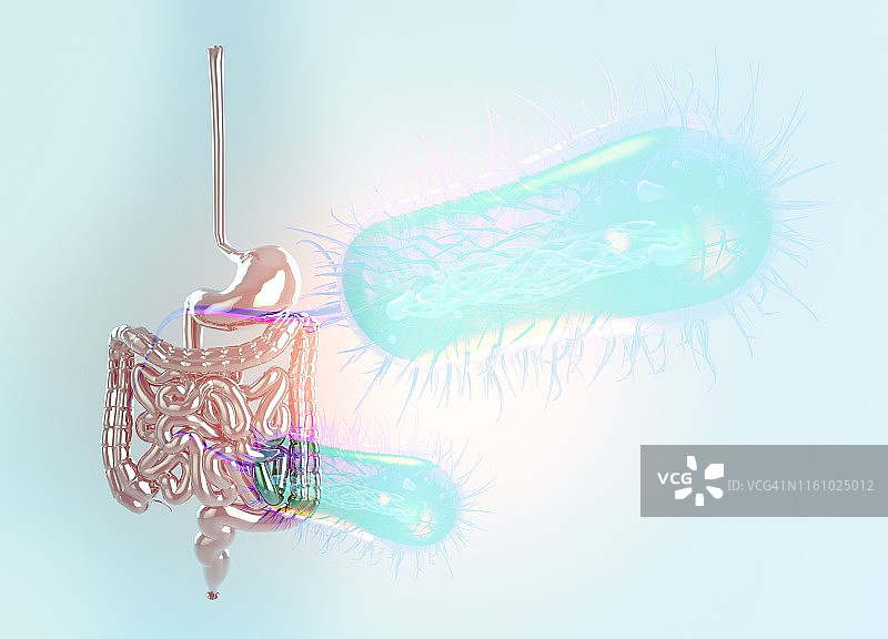 大肠杆菌与肠道插图图片素材