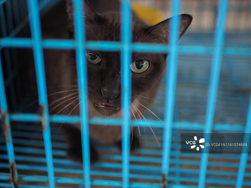 笼子里的黑猫图片素材