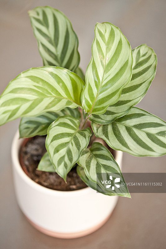 竹芋植物图片素材