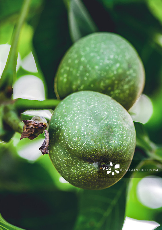 树枝上的核桃图片素材