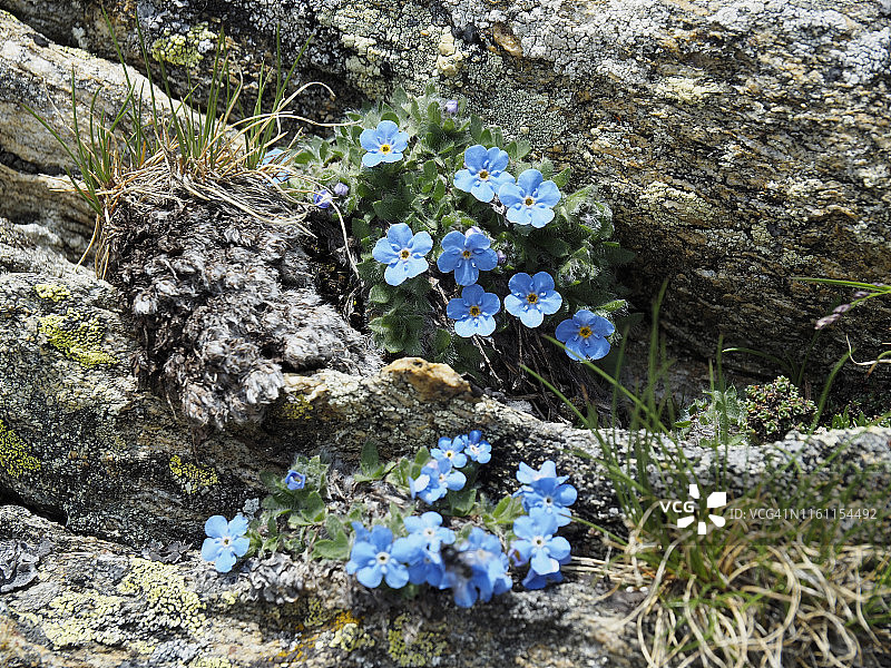 阿尔卑斯勿忘我在阿尔卑斯皮奥拉盛开图片素材