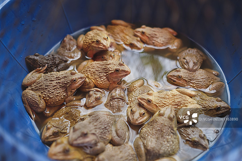 塑料桶里的青蛙俯视图图片素材