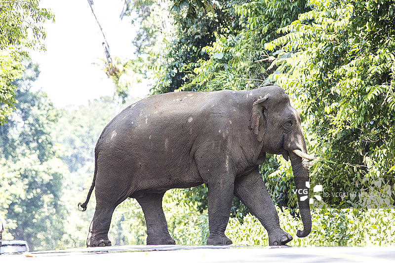 泰国考艾国家公园的野生象图片素材