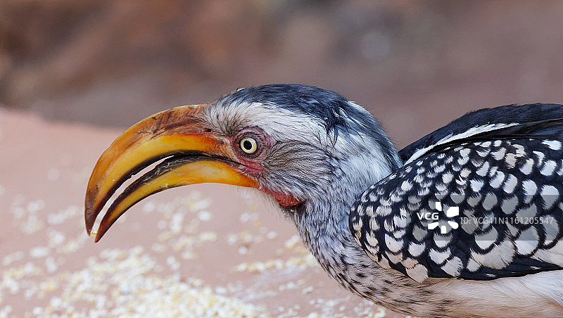 黄嘴犀鸟特写图片素材
