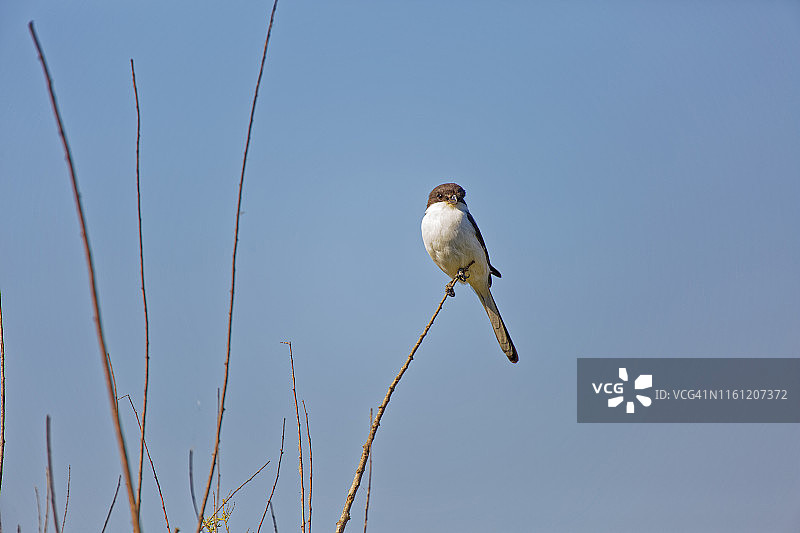 芦苇上的非洲暗色姬鹟图片素材