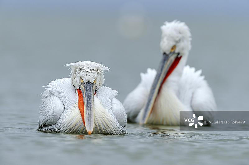 在希腊凯尔基尼湖中游泳的卷羽鹈鹕图片素材