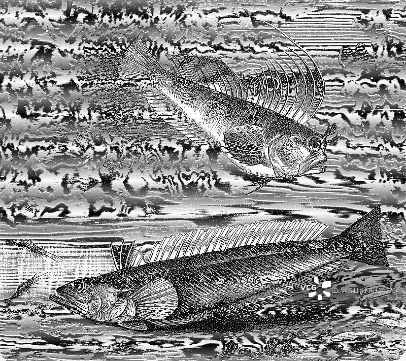 眼斑动齿鳚和大毒鲉，1881年德国历史木刻插图图片素材