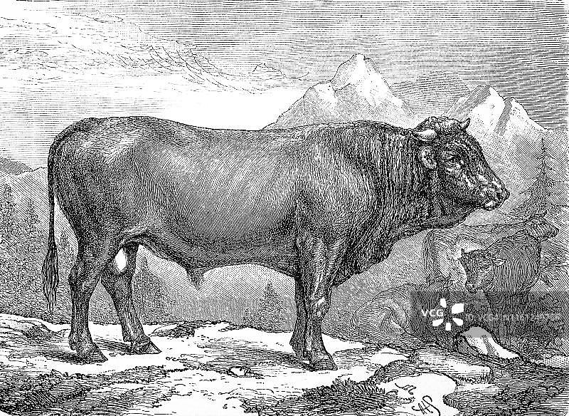 瑞士牛品种，1881年历史木刻插图图片素材