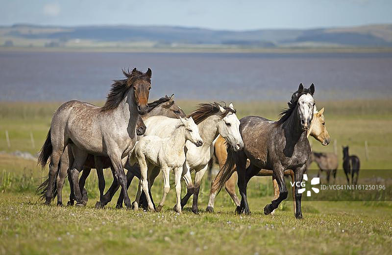 克里奥罗马在乌拉圭罗恰省的潘帕斯草原上奔驰图片素材