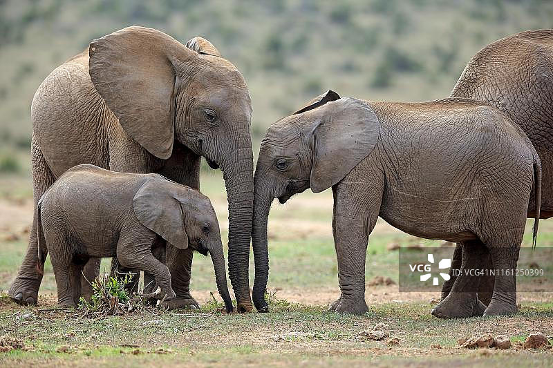 非洲象在南非东开普省阿多大象国家公园进食图片素材