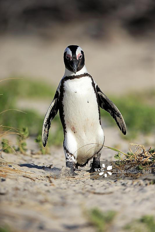 在博尔德斯海滩上奔跑的成年非洲企鹅图片素材