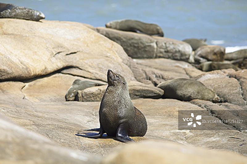 乌拉圭罗恰省，波洛尼奥角国家公园岩石上的南美海狮图片素材