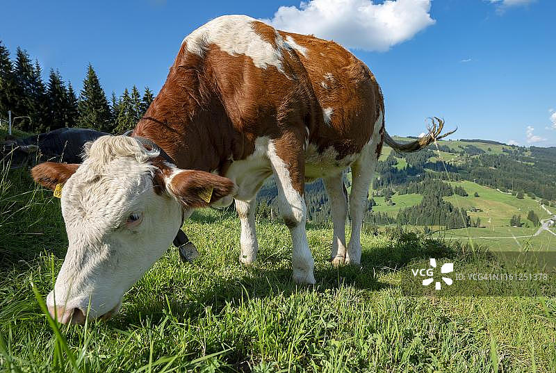 奥地利蒂罗尔州，西门塔尔牛在草地上吃草图片素材