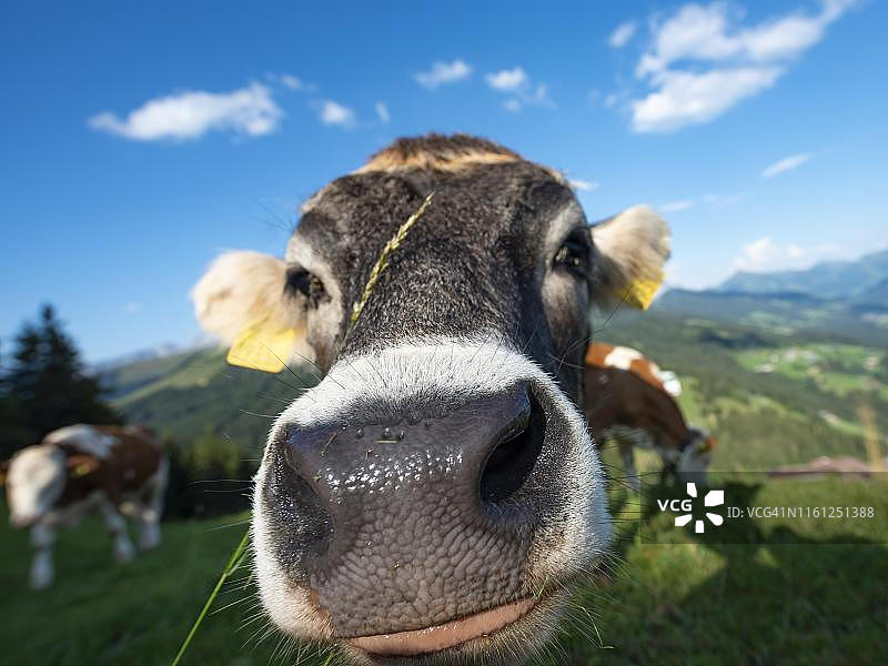 好奇的小牛犊伸着鼻子对着镜头图片素材