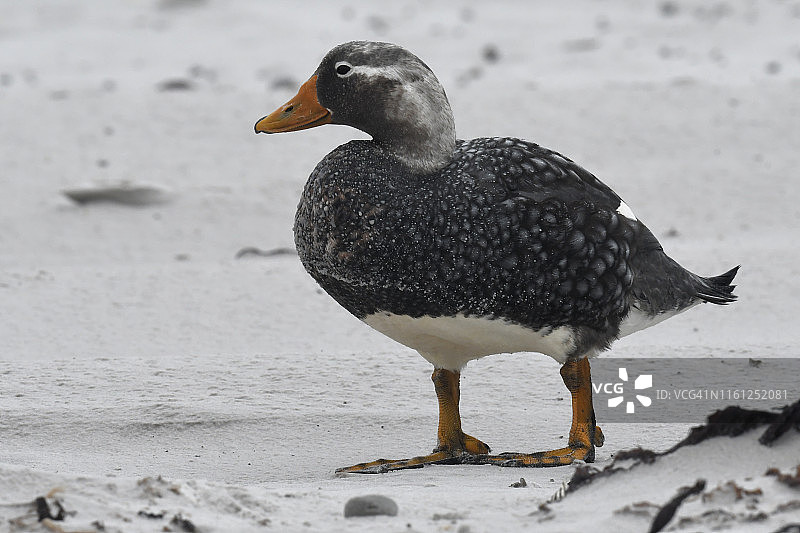 站在沙滩上的雄性福克兰蒸汽鸭图片素材