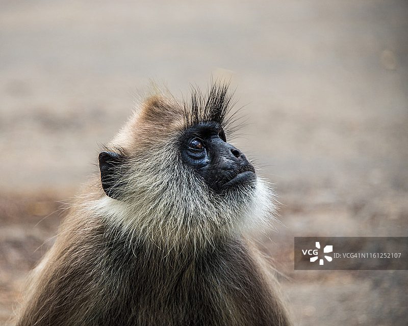 斯里兰卡拍摄的灰叶猴图片素材