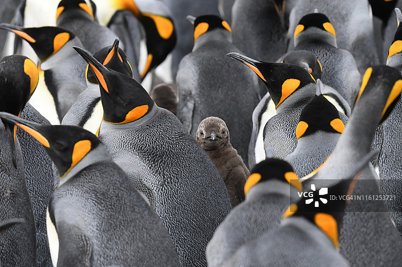 巴塔哥尼亚王企鹅幼崽图片素材