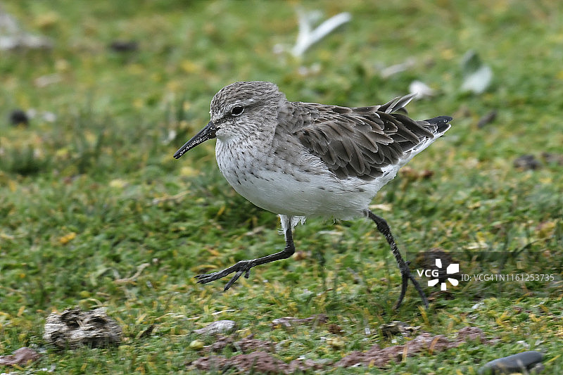 白腰矶鹬，一种长途迁徙的鸟类，在南美洲福克兰群岛志愿角草原上觅食图片素材