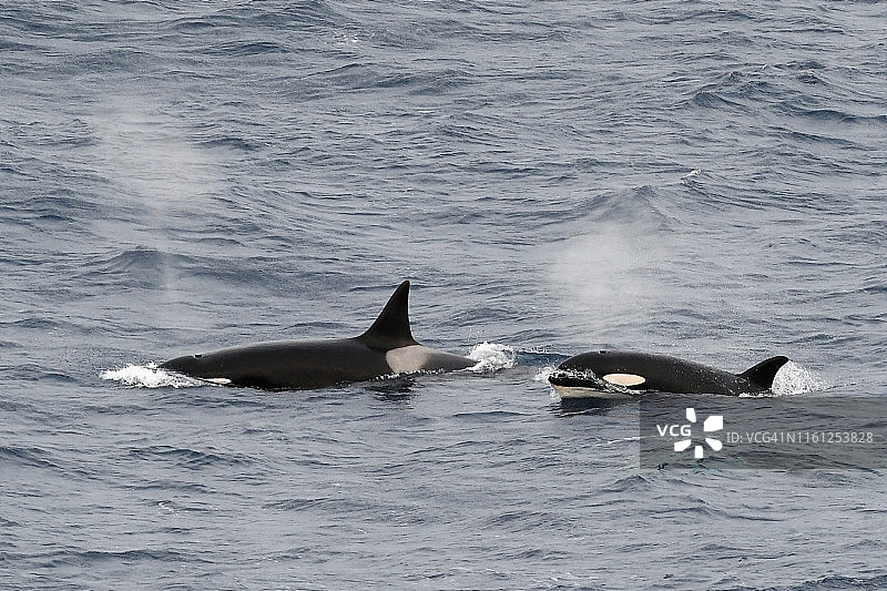 南桑威奇群岛南部海洋中一起浮出水面的两只A型虎鲸图片素材