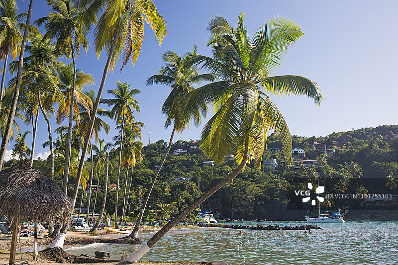 水边的椰子树，拉巴斯海滩，马里戈特湾，卡斯特里，圣卢西亚，背风群岛，小安的列斯群岛，西印度群岛，加勒比海，中美洲图片素材