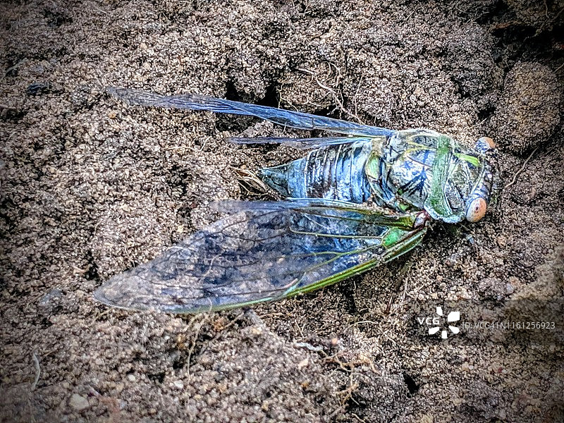 昏昏欲睡的蝉图片素材