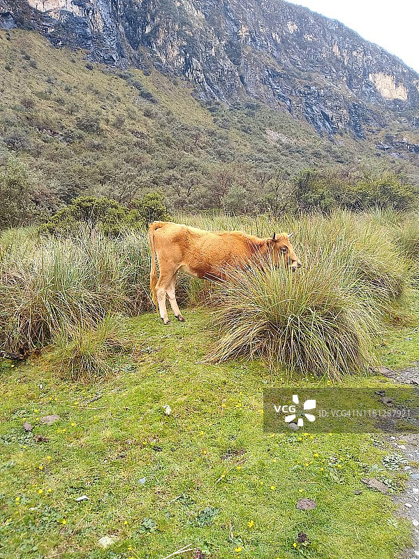 秘鲁69号湖徒步路线上的牛图片素材