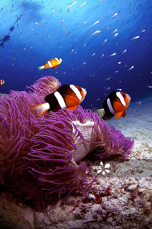 在庆良间群岛海域中游动的海葵鱼图片素材
