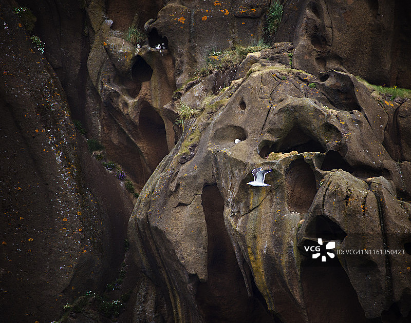 冰岛赫马岛鸟类繁殖地的洞穴与飞鸟图片素材