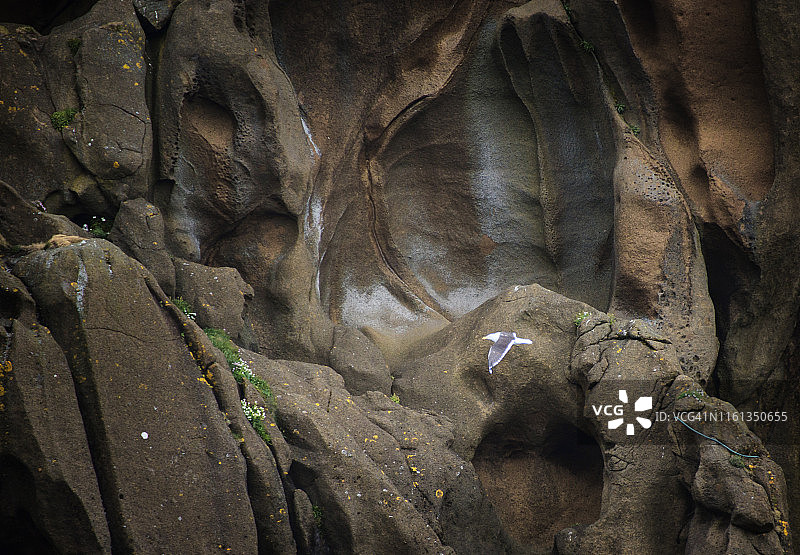 冰岛赫马岛岩壁前飞行的三趾鸥图片素材