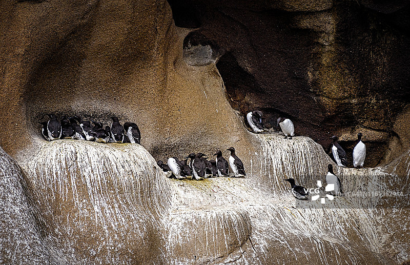 冰岛赫马岛岩石上的海鸠巢穴图片素材