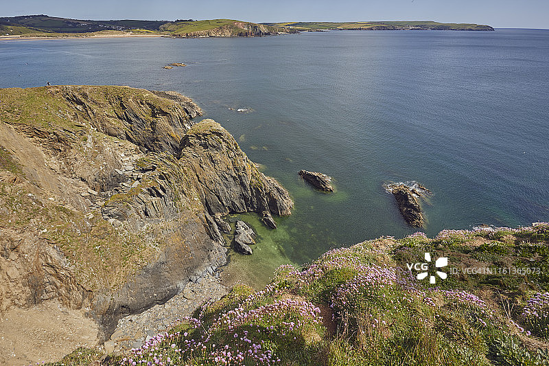 海石竹，或称海 Thrift，在德文郡南海岸 Burgh 岛上开花图片素材