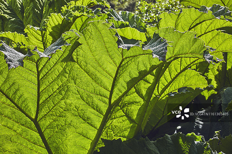 英国德文郡大王叶特写图片素材