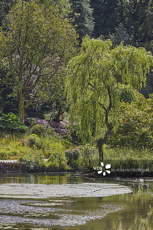 英国德文郡花园中的湖边柳树图片素材