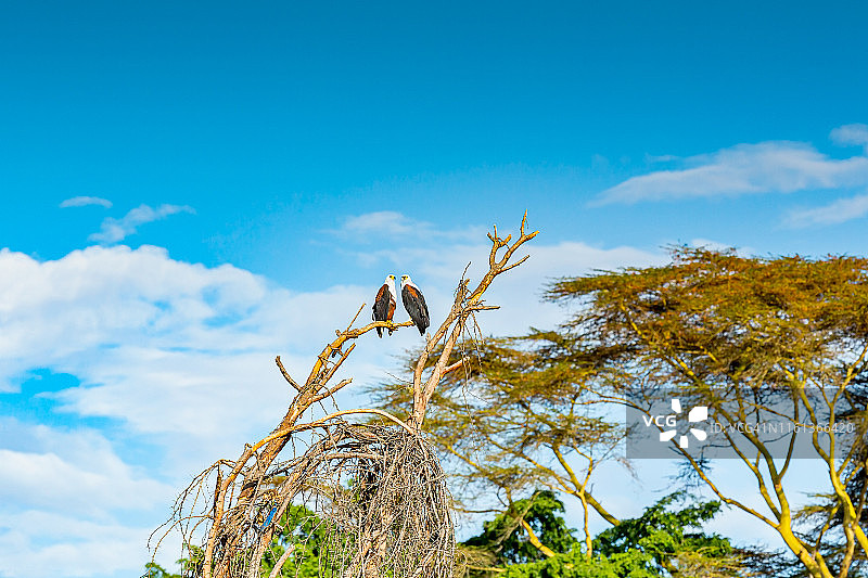 在野外栖息的非洲海雕图片素材