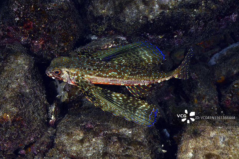 飞翔的鲂鮄图片素材