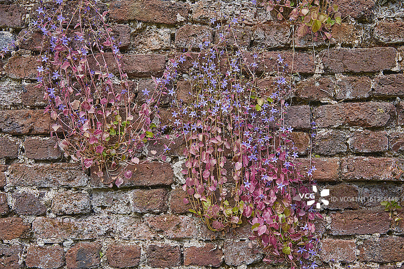 英国德文郡花园的墙面植被图片素材