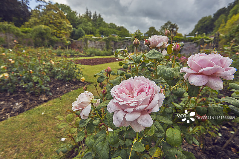 英国德文郡托基的玫瑰园图片素材