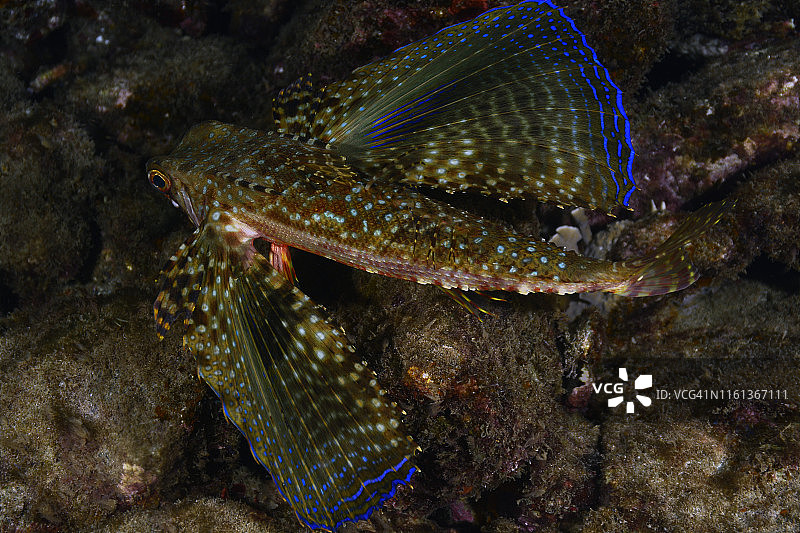 飞翔的鲂鮄图片素材